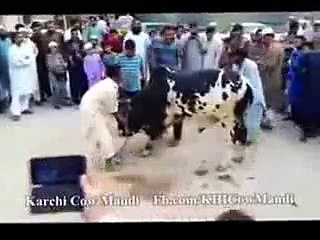 Alaa-Bull-Flying-Bull--D-Qurbani-video-2014-Eid-ul-azha