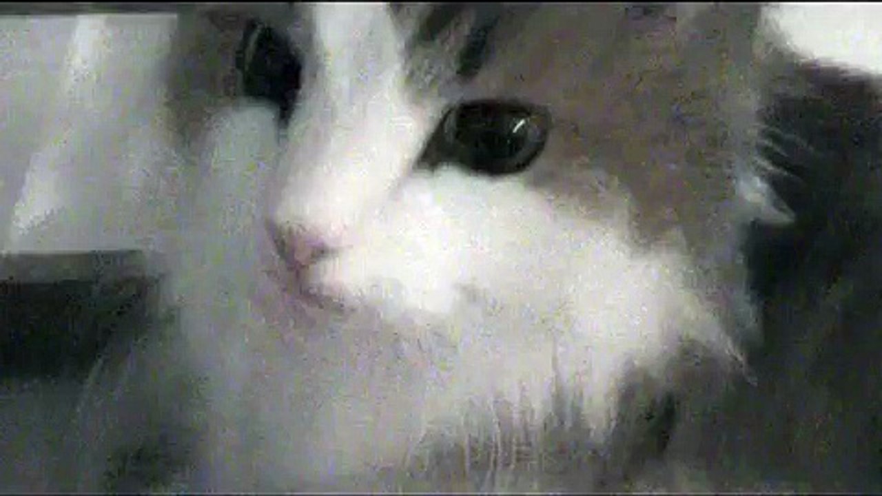 Kissa jammailee kirkan tahdissa