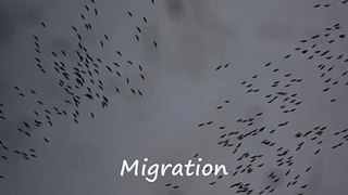 Magenta: Migrating cranes