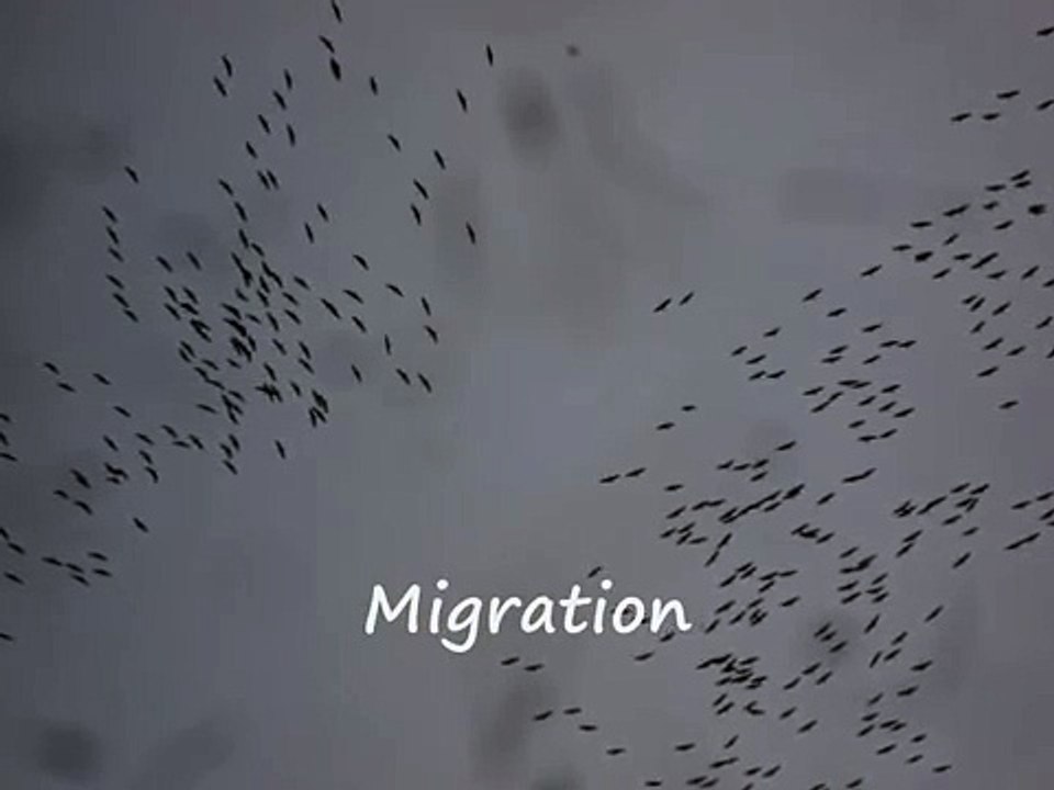 Magenta: Migrating cranes