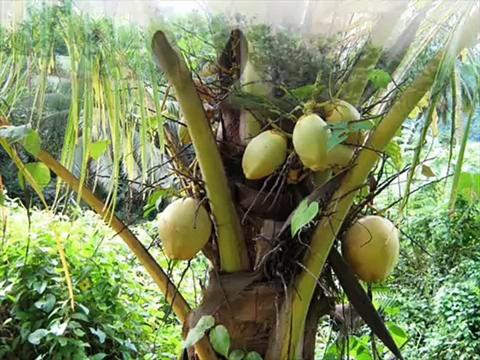 MON ÎLE-Tourment d'amour - "http://ninatlantika.skyrock.com"