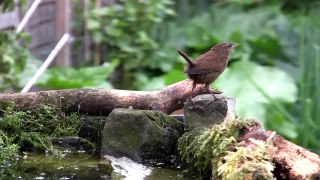 Female Sparrowhawk