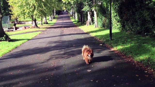 Amazing lovely funny lion dog chow-chow playing with friends - Woking, Surrey, UK