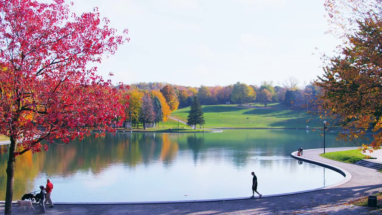 Fall Trees 12