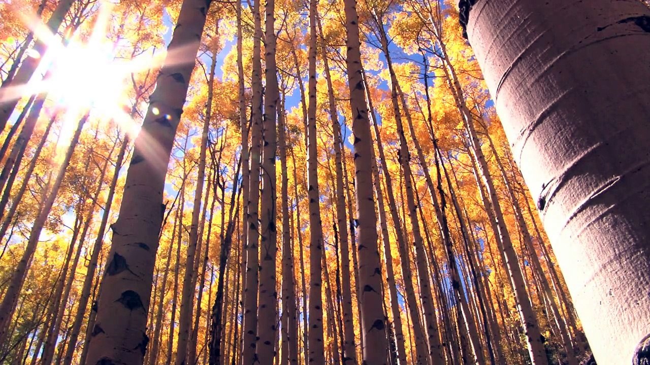 Fall Trees 14