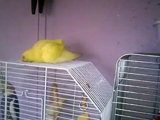 Kis Sándor papagáj fürdik.