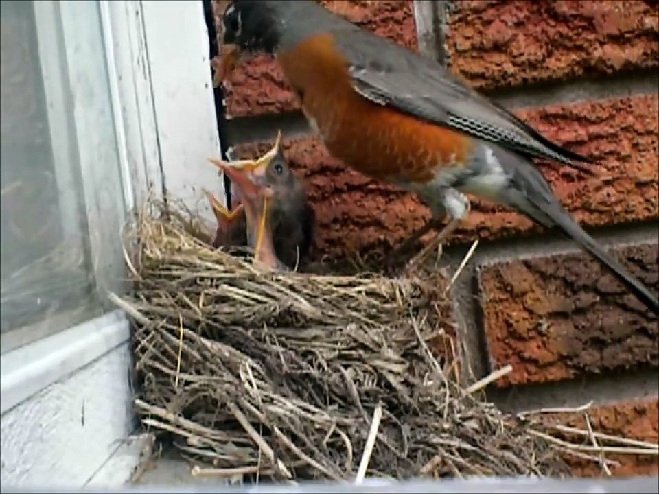 Baby birds eating worms in the nest