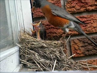 Baby birds eating worms in the nest