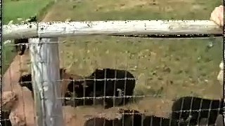 Bear cubs at Bear Country USA