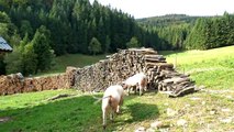 Tiere auf einem Schwarzwaldbauernhof in Sankt Peter_ ein Film für Kinder die Tiere lieben