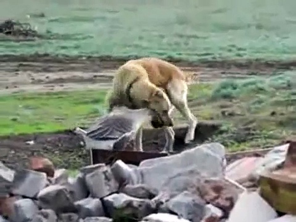 Goose VS. Dog
