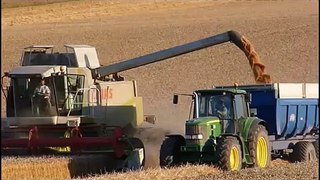Moisson du blé  / Harvest of wheat with Lexion 600 and 460
