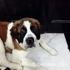 My-pet-grooving-on-lean-on-:p