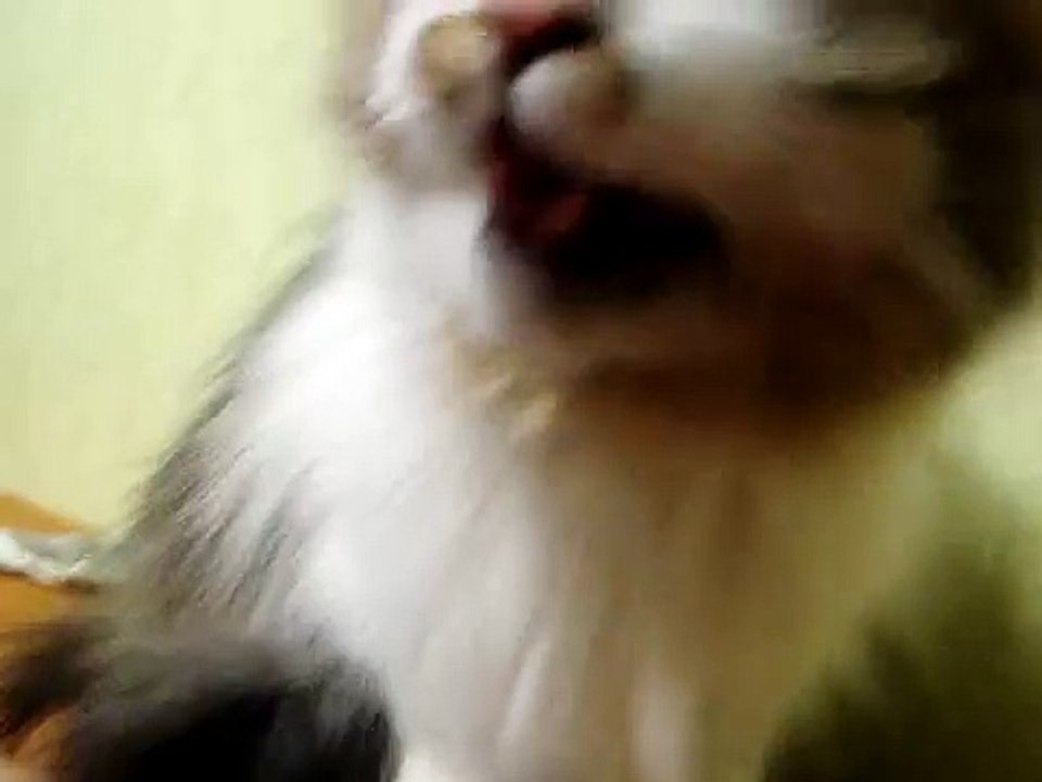 Funny Cat Vidio || Cat Miaw | милый кот