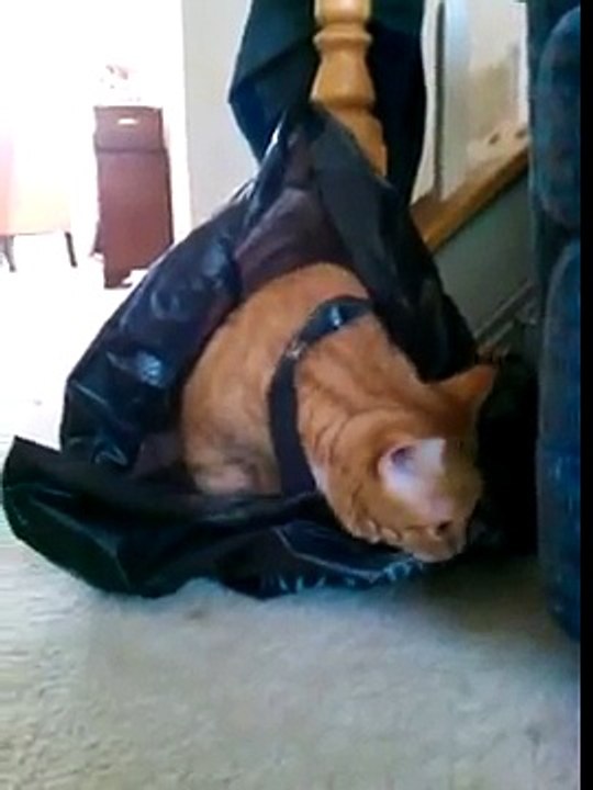 My Cat Serena Stuck in a Plastic Bag