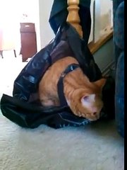 My Cat Serena Stuck in a Plastic Bag