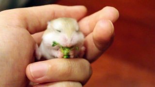 Baby Robo Hamster Eats Broccoli