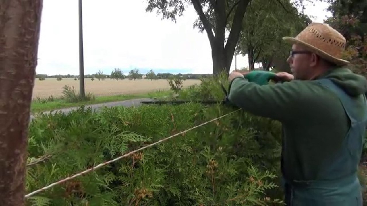 Thujahecken richtig schneiden