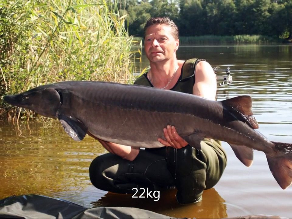 Peche etang de la Lande big fish ,session aout 2012,poste 14