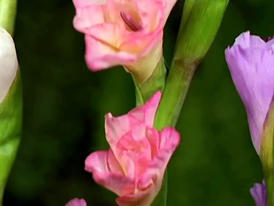 Treating Blocked Fallopian Tubes - Without Surgery or Drugs