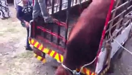 Bakrid-2013--Mauritius-la-corde-saper