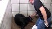 Miracle of life brought to you by FamilyDobes Doberman puppies being born