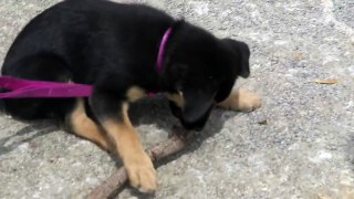 Adorable Puppy Plays With Stick And Dandelion