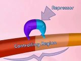 1.- Lac Operon