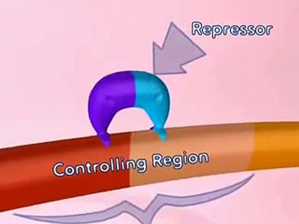 1.- Lac Operon