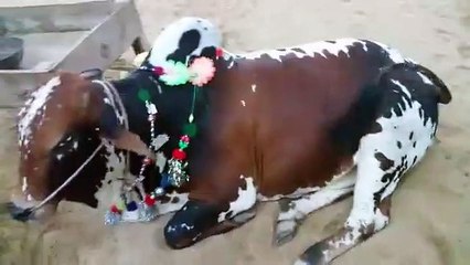 30 Lac Demand Block 1 Mawehshi Mandi 2015