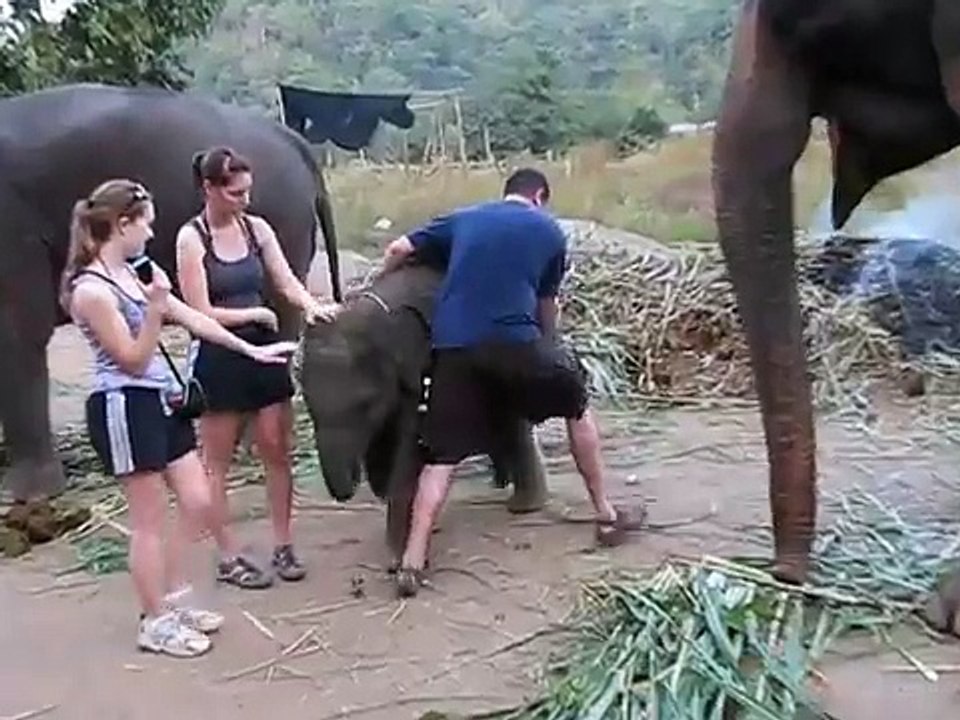 Baby Elephant vs Rachel