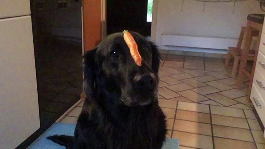 Lustiger Hund frisst Karotte video dailymotion