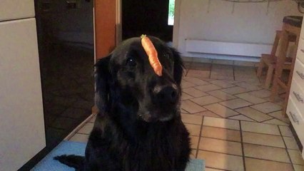 Lustiger Hund frisst Karotte