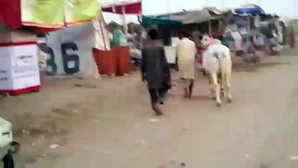 Sold out in 180k from Mawehshi Mandi 2015