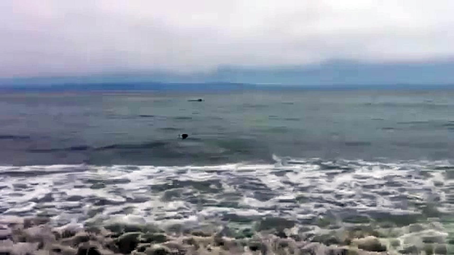 ⁣Santa Barbara dog beach dolphins