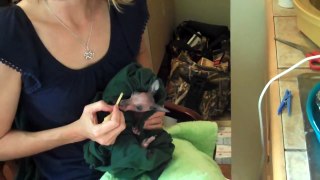Global Wildlife Center's Channel -Taking Care of Baby Kangaroo