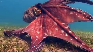Huge Octopus encounter with a diver