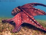 Huge Octopus encounter with a diver