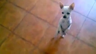 Funny Dog Dancing - animal funny video