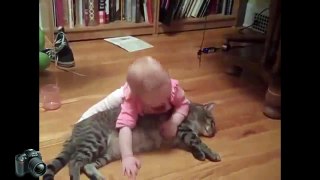 Funny Cats Video Compilation   Funny Videos 2014   Funny Cat Videos   Funny Animals Funny Fails 2015