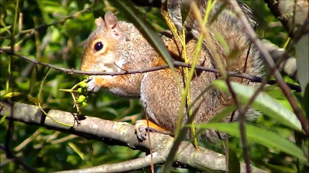 SQUIRREL! || EXPLORINGtheLATERAL ep10