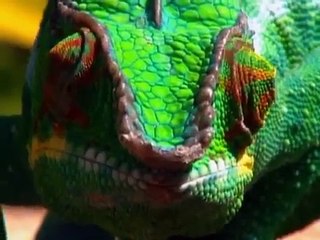 The Most Extreme   Cheats