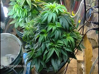 From Seed to Harvest: White Berry (an amazing start to finish slideshow)