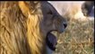 Lion vs Jaguar Fight | Animal Attacks Lion and Jaguar