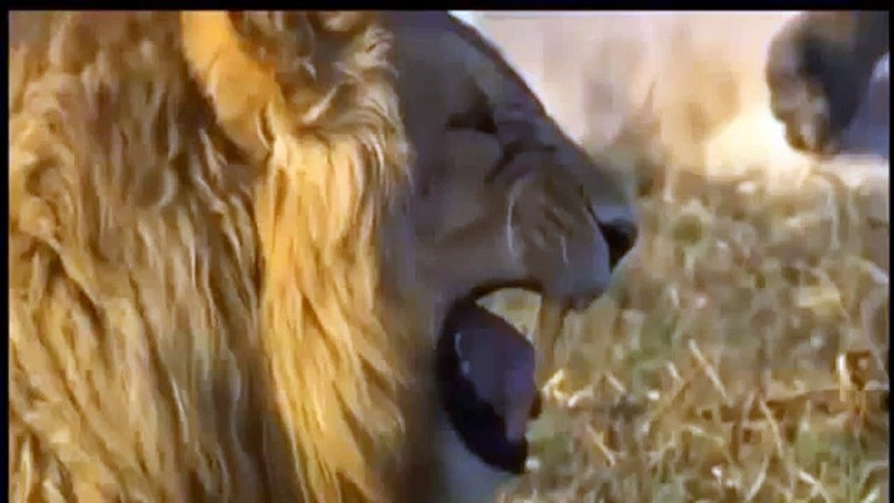 Lion vs Jaguar Fight | Animal Attacks Lion and Jaguar - video Dailymotion