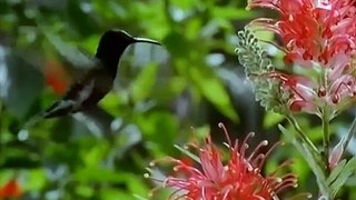 Colibris part 1 faits, Hummingbirds part 1 facts ,Quetzal, S. America