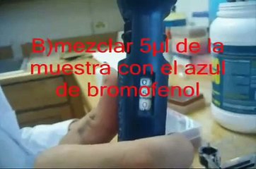 DNA Gel Electrophoresis for Dummies/Electroforesis DNA en Gel