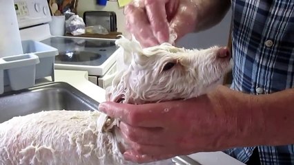 Pierre Our Toy Poodle Gettng  A Bath. 4 3/4 yrs old.