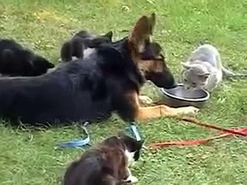 German Shepherd Dog with Cats at darnfar.com