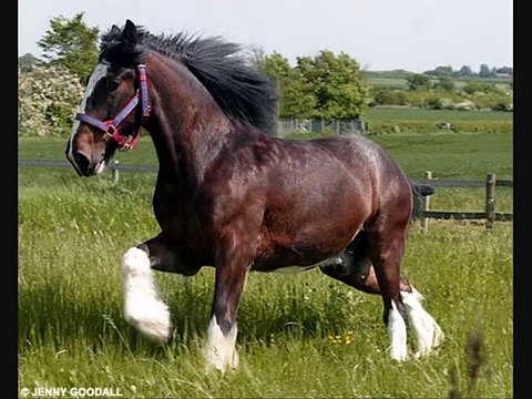 Heavy Horses are beautiful!! (Tribute to heavy horse breeds)